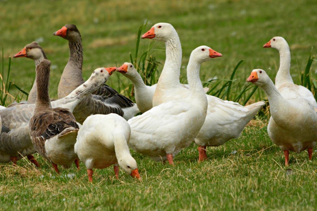 This image has an empty alt attribute; its file name is goose-4334461_1280-1024x682.jpg