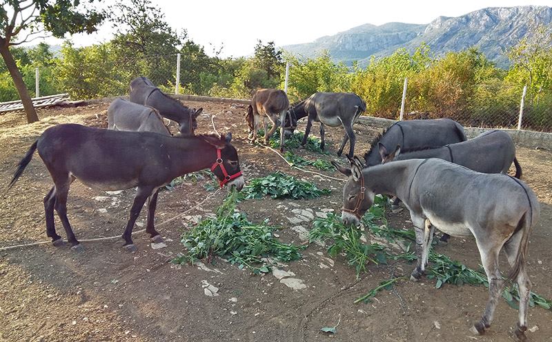 Domaći balkanski magarac