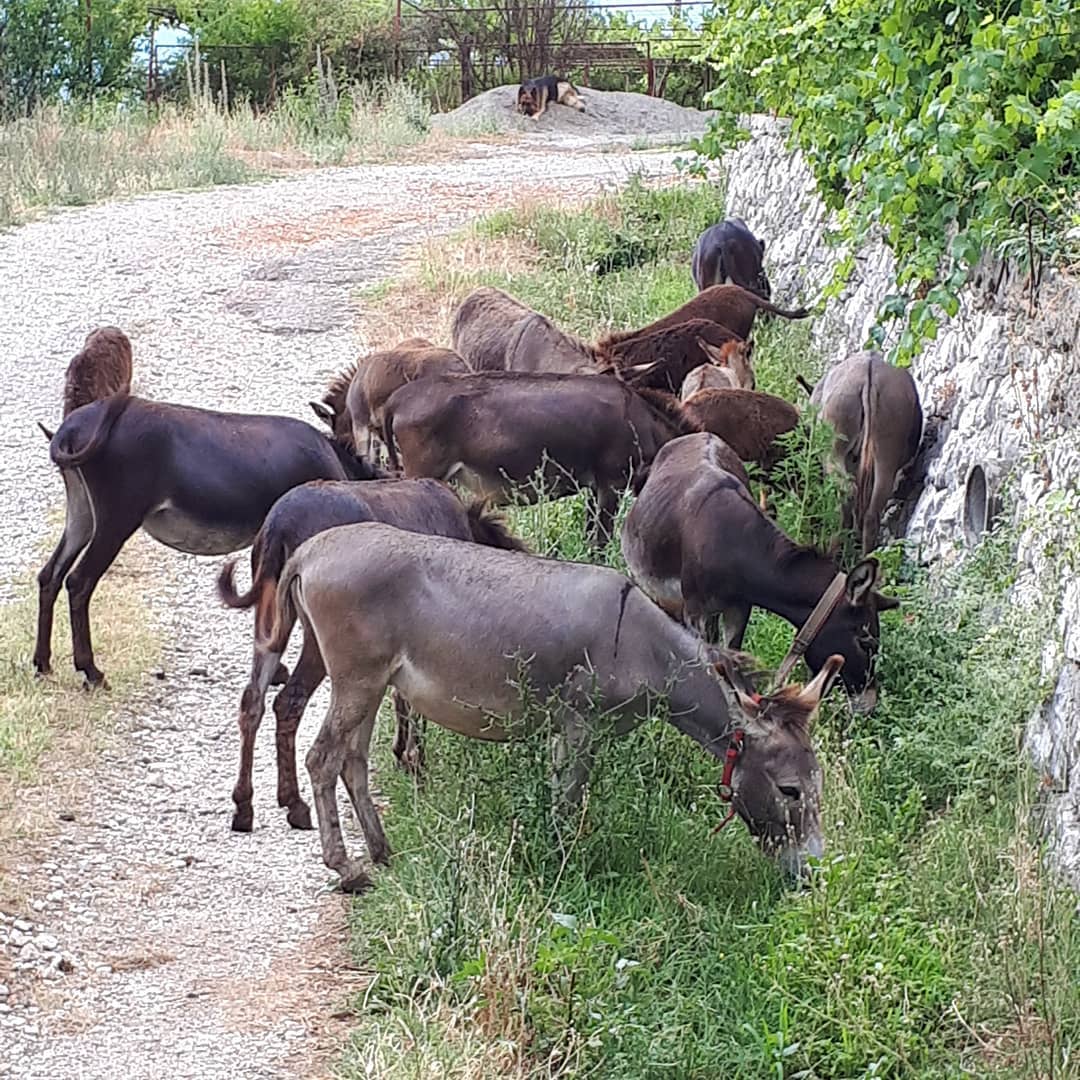 Domaći balkanski magarac