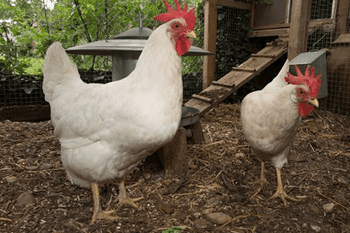 Leghorn rasa kokošaka