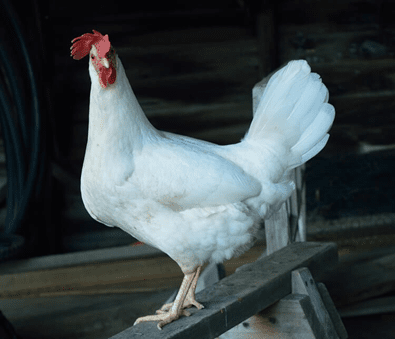Leghorn rasa kokošaka