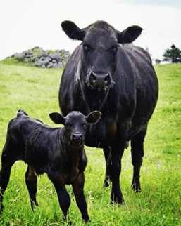 Aberdin angus rasa goveda