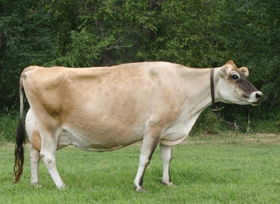 Džerzej rasa-srna među kravama