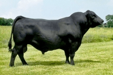 Aberdin angus rasa goveda