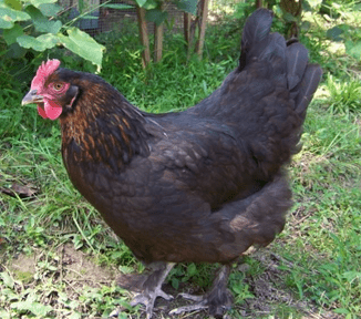Marans