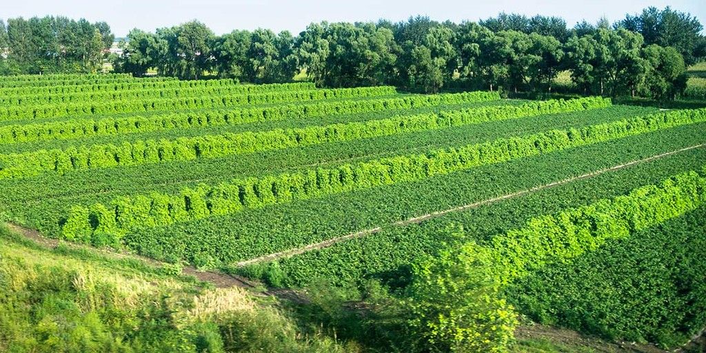 Agrošumarstvo