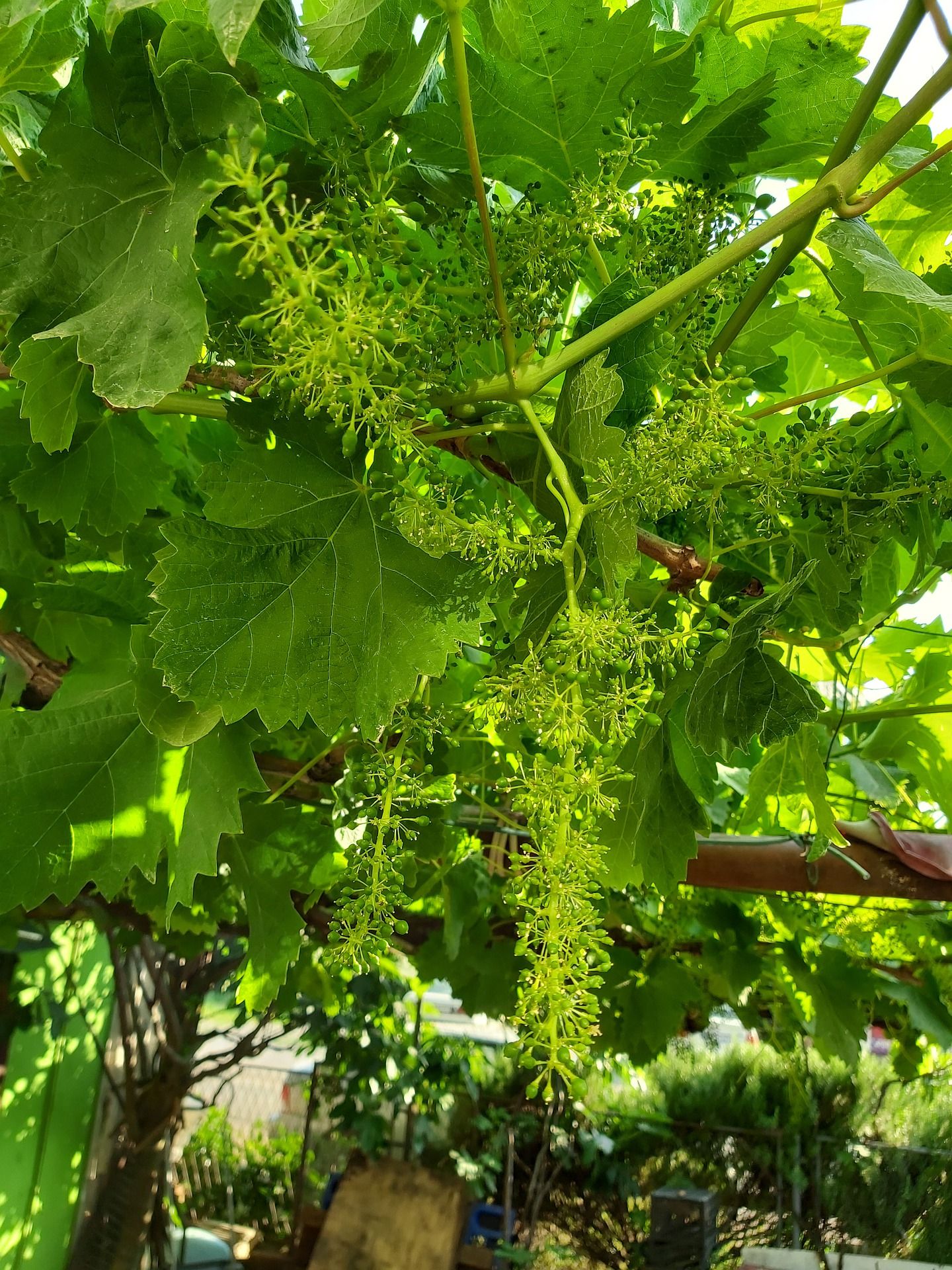  Njega vinograda krajem juna i početkom jula