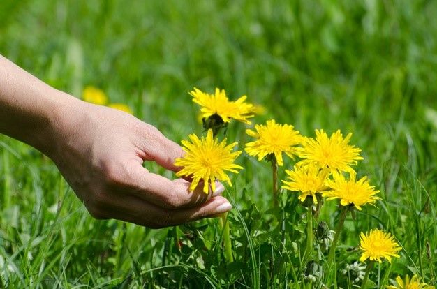 Pravila branja ljekovitog bilja sa kalendarom berbe
