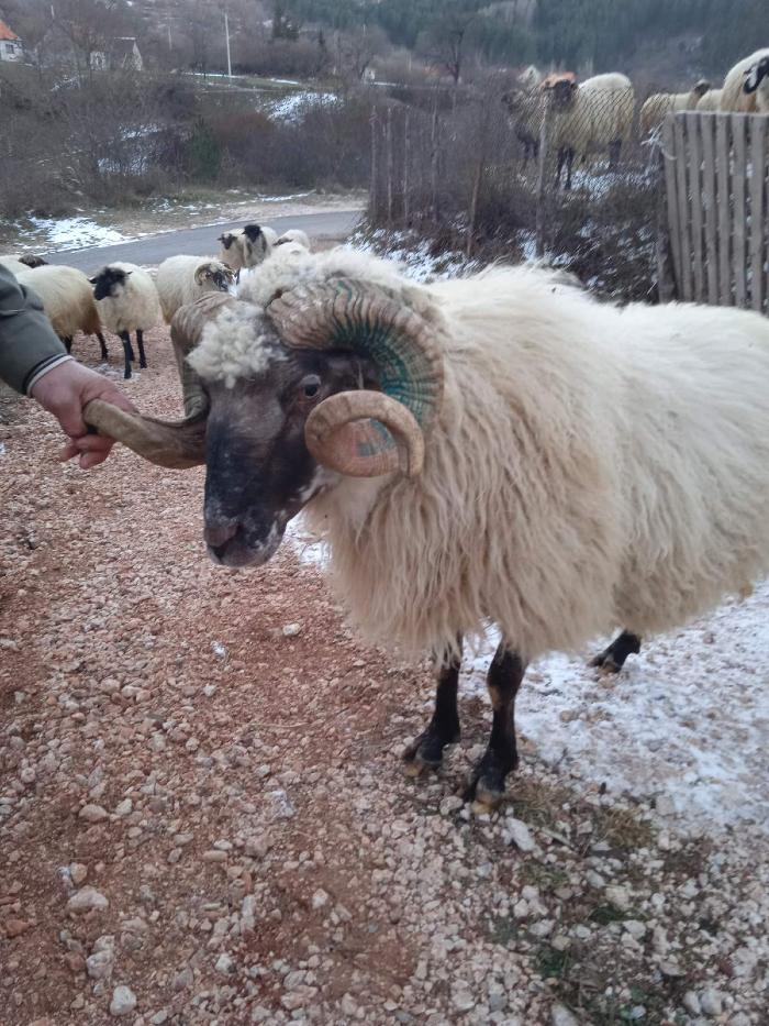 Pivska pramenka