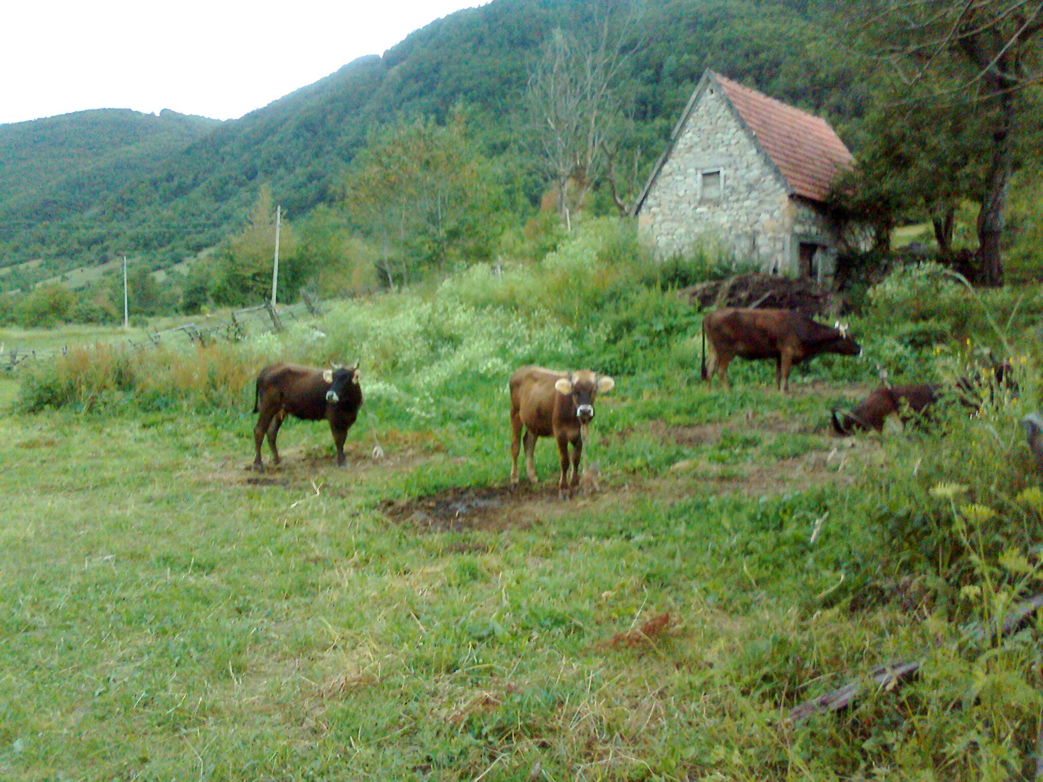 Buša – pogrešno percipirana domaća životinja
