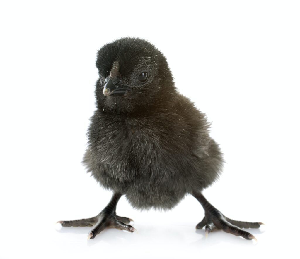 Ayam Cemani (Ajam Dzmani - Crna kokoš)