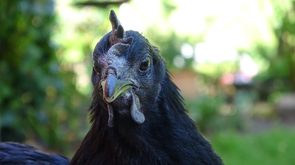 Ayam Cemani (Ajam dzmani - Crna kokoš)