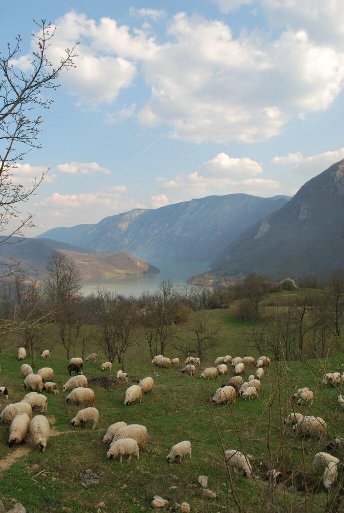 Vlašićka - jedna od najmlječnijih pramenki