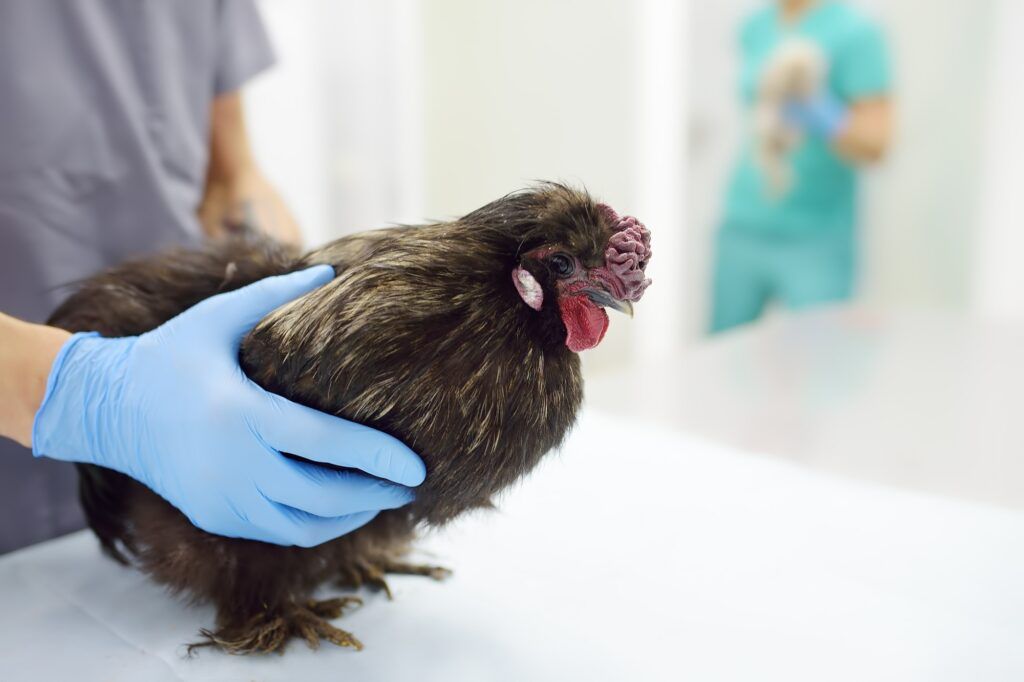 Veterinarian inspection of chicken. Veterinary clinic during work. Farm animals health. Chicken