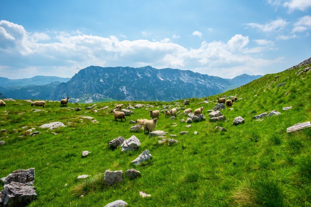 Počeo izdig na katune – iskoristite njihov potencijal