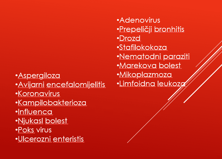 Japanska prepelica