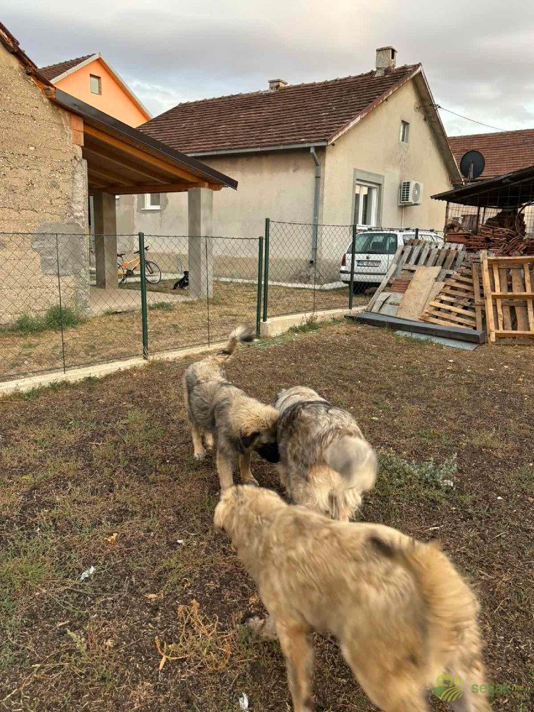 https://api.seljak.me/api/storage/posts/0fe43c5b-cc2f-4706-a9bb-9c314378f095.jpg