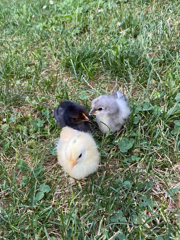https://api.seljak.me/api/storage/posts/4Cly1tQbtqKjm75cFK7A.jpg