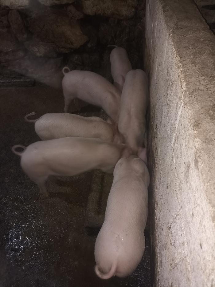 https://api.seljak.me/api/storage/posts/4dfZdl4xkJUXMuWggCdE.jpg