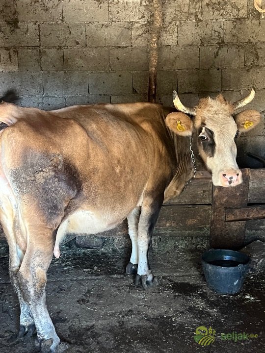 https://api.seljak.me/api/storage/posts/588861d1-a6ee-4c35-9d92-6d6bdc7a1f09.jpg