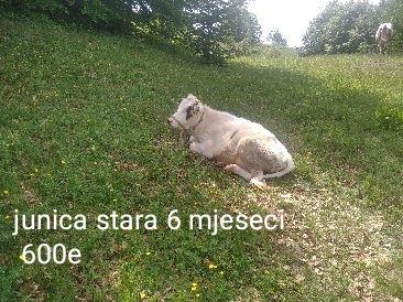 https://api.seljak.me/api/storage/posts/63nD1emrCVQ1iYfN9vFh.jpg