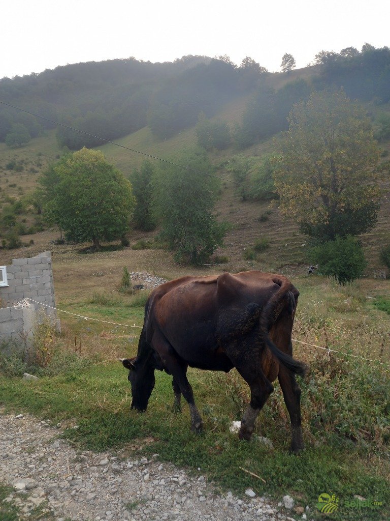 https://api.seljak.me/api/storage/posts/6af0d364-6d45-4a7a-922a-bf5b339b78b0.jpg