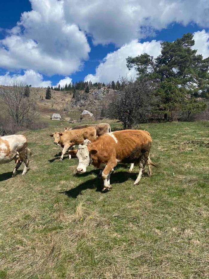 https://api.seljak.me/api/storage/posts/7gKRClTx8KsFdpyrQV0y.jpg