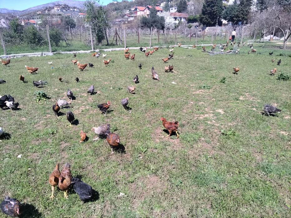 https://api.seljak.me/api/storage/posts/7s2ogfkyj1lzV1toZuPd.jpg