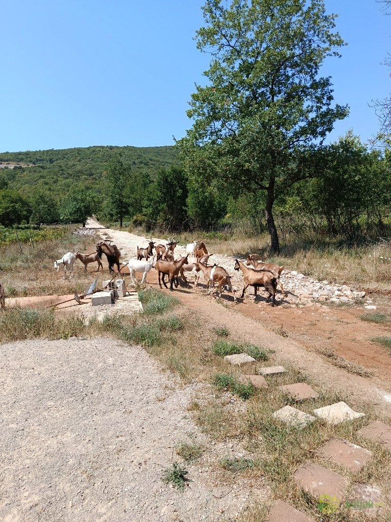 https://api.seljak.me/api/storage/posts/8bd25267-975b-4099-aedd-08c8cee7720b.jpg