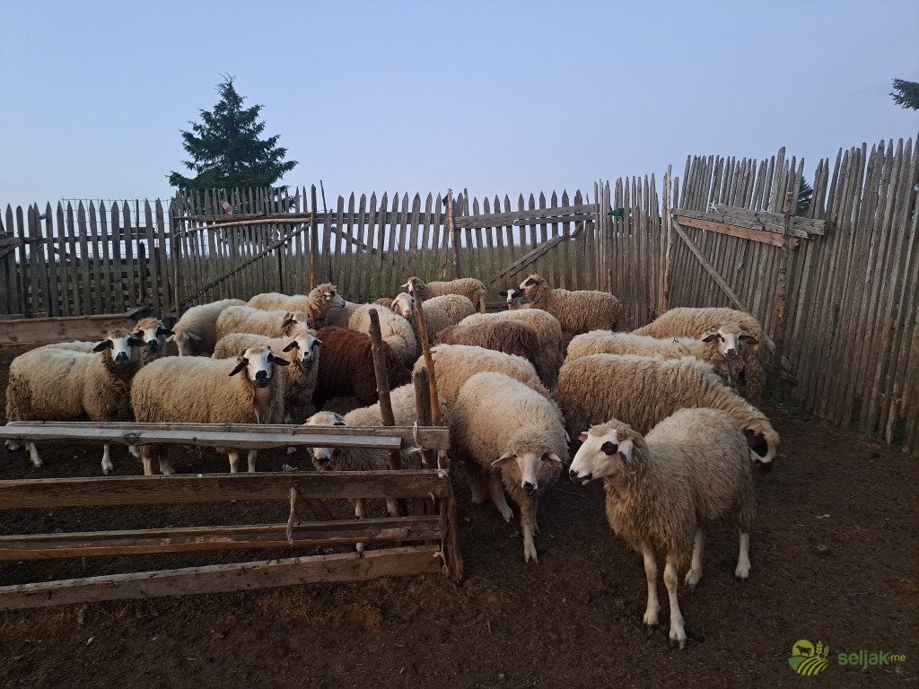 https://api.seljak.me/api/storage/posts/945d9844-58b7-43f2-9ae4-cd12e0c1ab2d.jpg