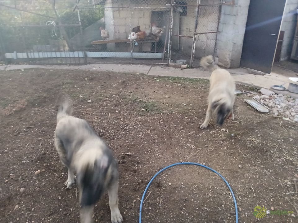 https://api.seljak.me/api/storage/posts/97363f65-d4e4-4265-9004-a6880f031203.jpg
