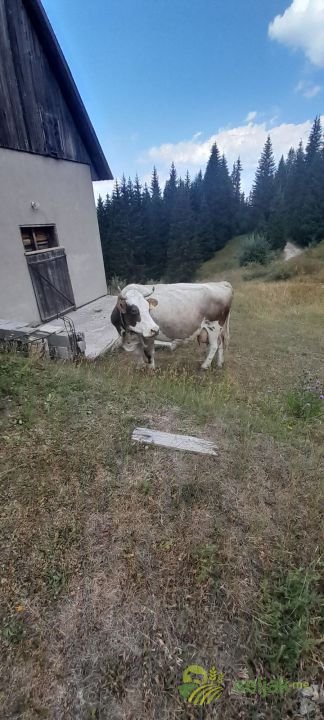 https://api.seljak.me/api/storage/posts/9806fea0-1f98-4270-ba49-8ee619bdb2e8.jpg