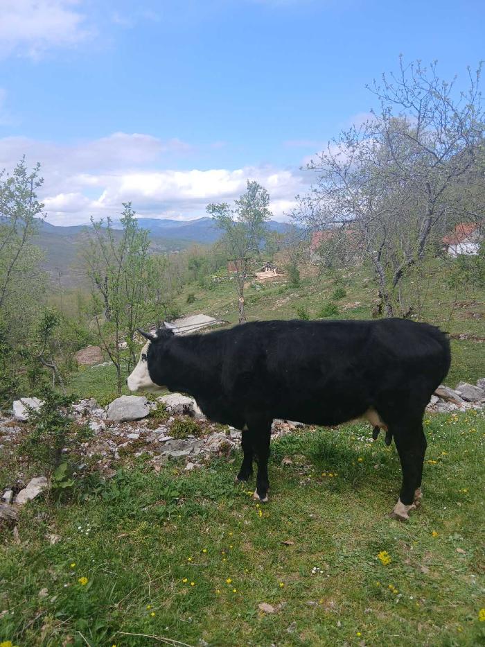 https://api.seljak.me/api/storage/posts/DYuzb9CvmapuptTmuxe7.jpg