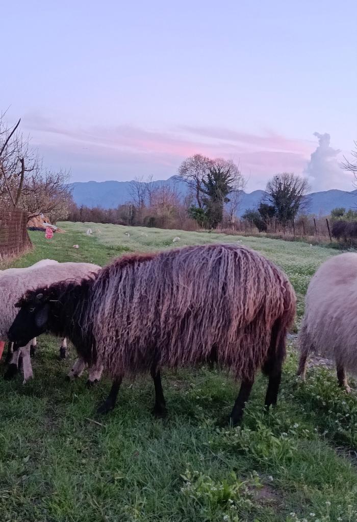 https://api.seljak.me/api/storage/posts/E1aKe9laxwjqVRBzEcOv.jpg