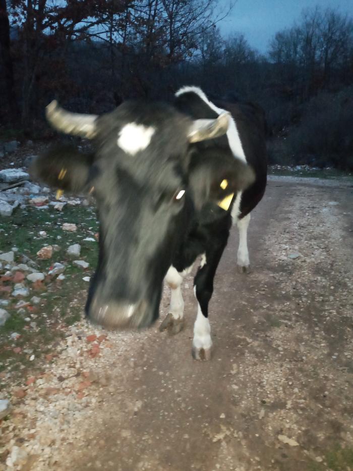 https://api.seljak.me/api/storage/posts/EnapK2RVBMNwnOW0daKW.jpg