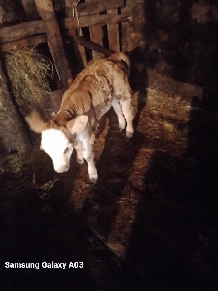 https://api.seljak.me/api/storage/posts/LA06vYYkcpyBMdtIz7JZ.jpg