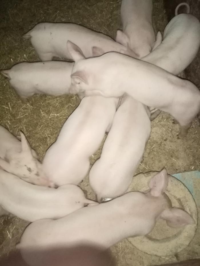 https://api.seljak.me/api/storage/posts/N4Ia9dn0QfvXV38hGPgp.jpg