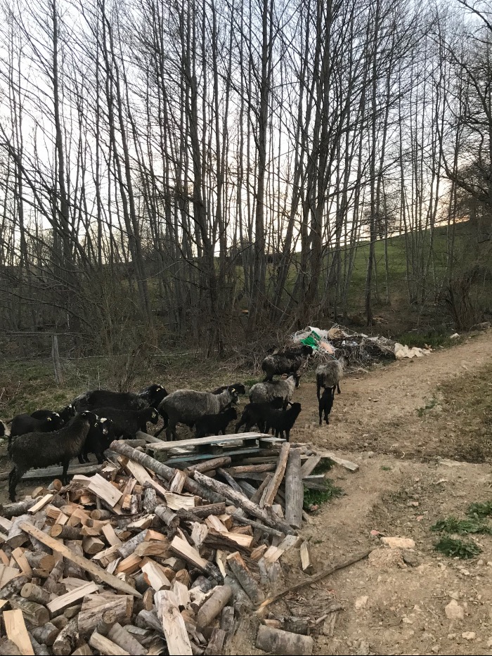 https://api.seljak.me/api/storage/posts/NmU5oNXfSQCJiWOyG1Tc.jpg