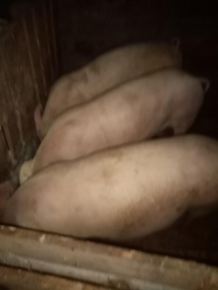 https://api.seljak.me/api/storage/posts/Rfsy2ulmQ0r7E40KoSOC.jpg