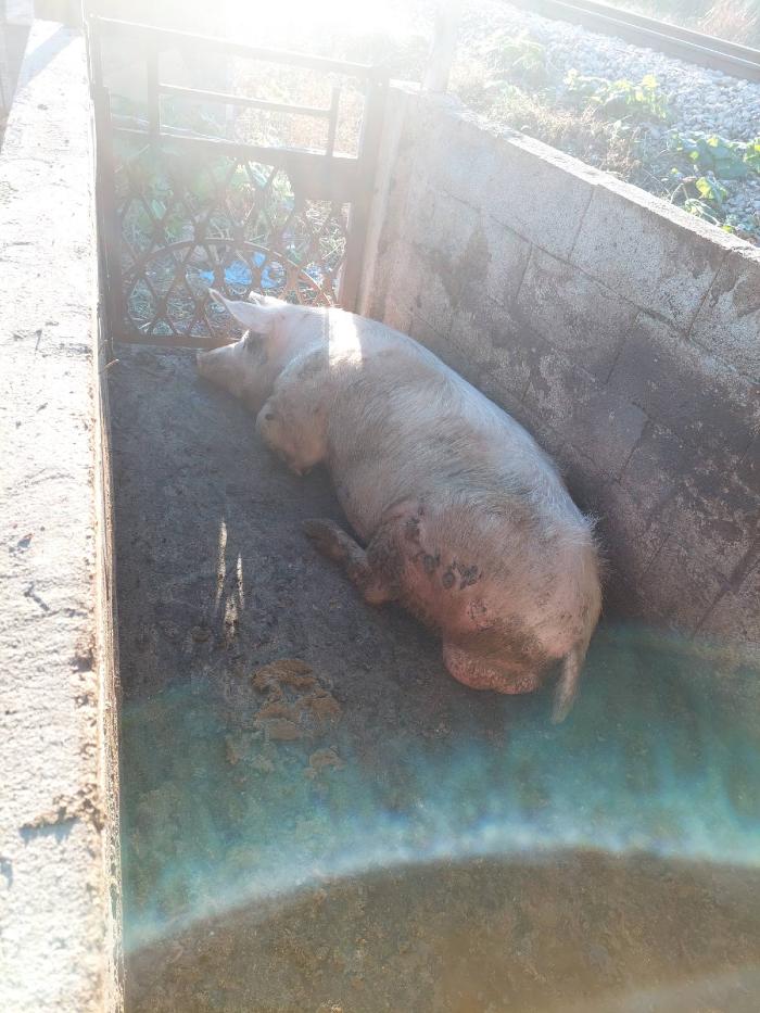 https://api.seljak.me/api/storage/posts/YiP2hd0g8BNIgNahiT5S.jpg