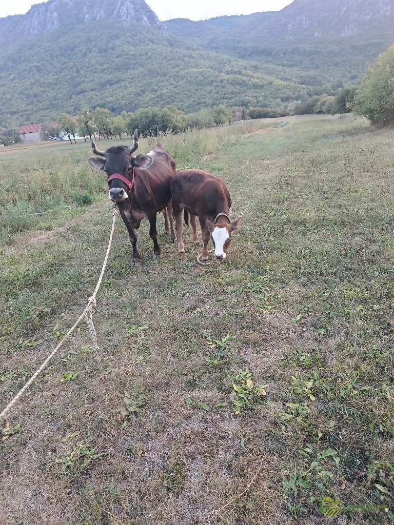 https://api.seljak.me/api/storage/posts/a0747885-f804-48b0-97a3-8888256aa02a.jpg