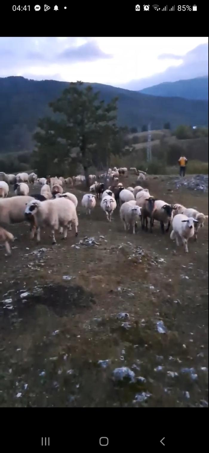https://api.seljak.me/api/storage/posts/b4Fu1964VJ3mawAxwRlh.jpg