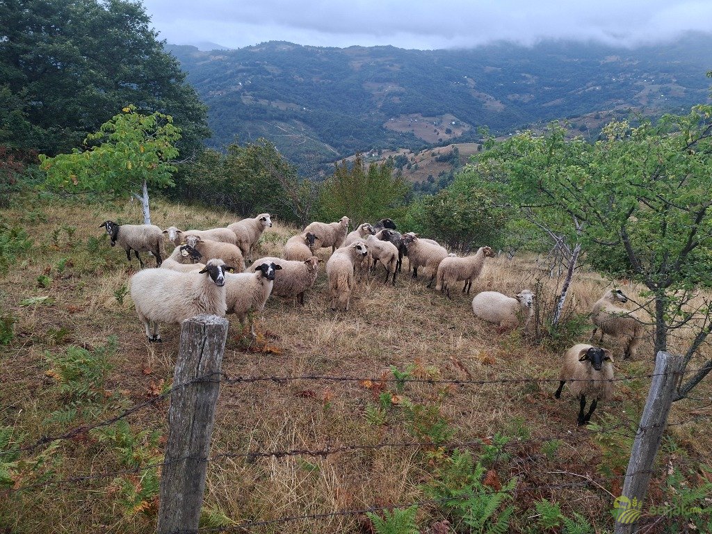 https://api.seljak.me/api/storage/posts/c1eda3fa-aabc-49fa-9bc5-9641f084ae68.jpg