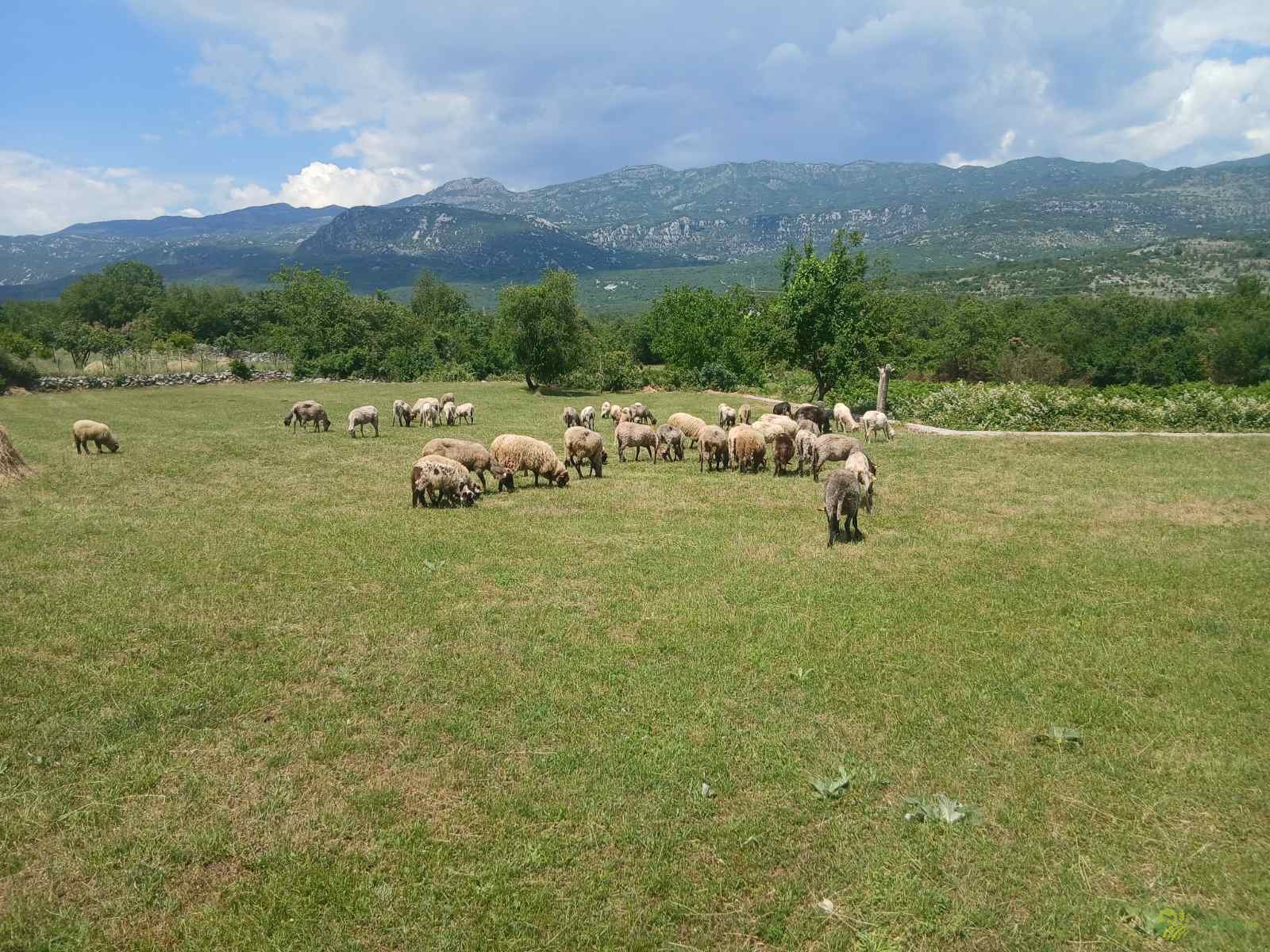 https://api.seljak.me/api/storage/posts/c819bc68-2602-4fc3-8348-0e0b927c6724.jpg