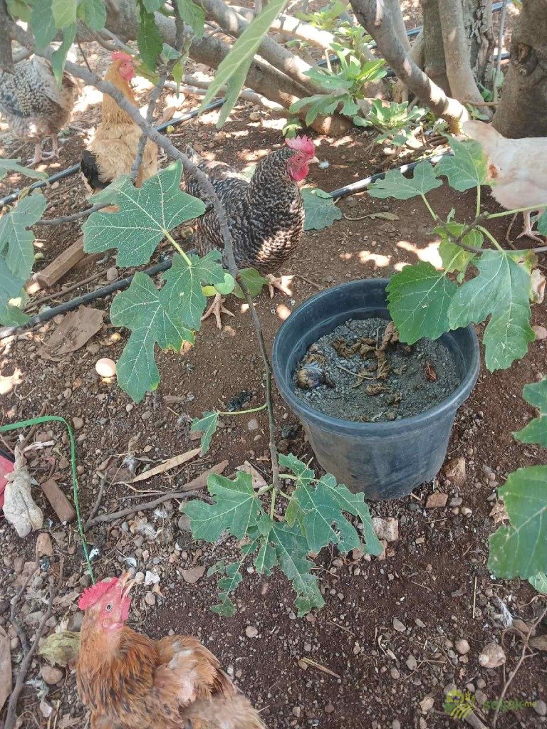 https://api.seljak.me/api/storage/posts/d82de615-e13b-4508-8232-ee7ba0854df3.jpg