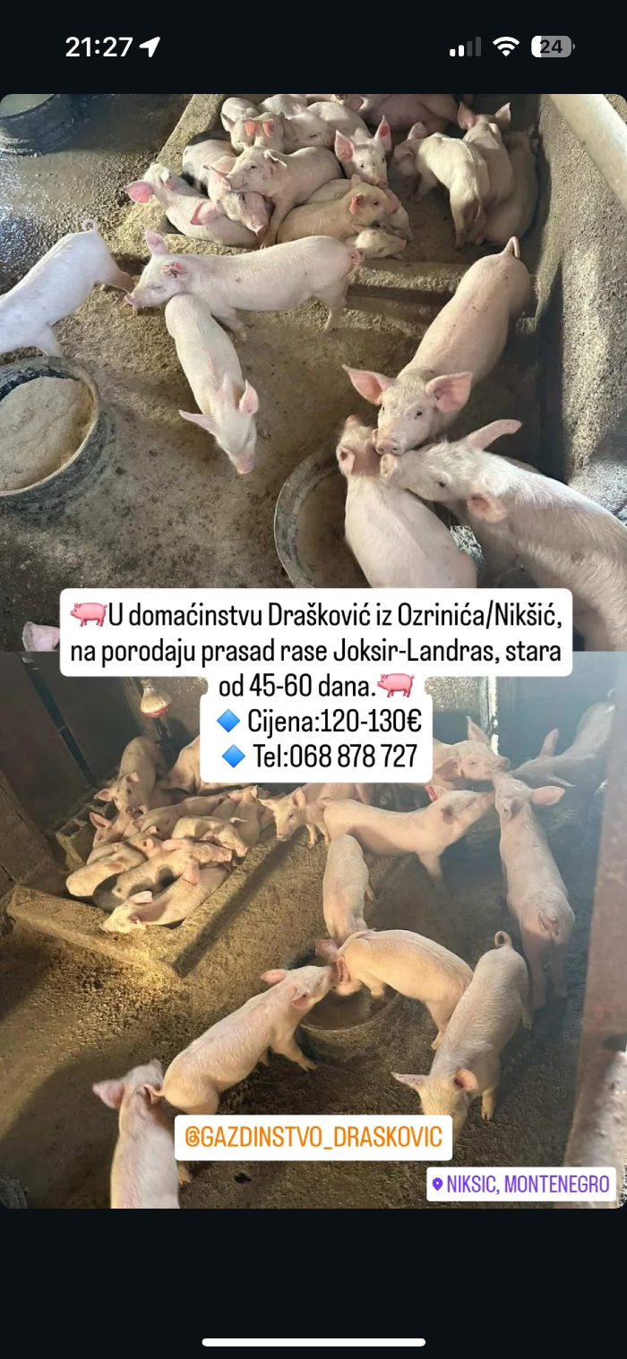 https://api.seljak.me/api/storage/posts/dFMcLOWlWpyw0Bl3RGVs.png