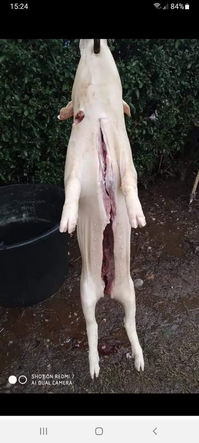 https://api.seljak.me/api/storage/posts/dnCGmlZiOTSta7zfFrHS.jpg