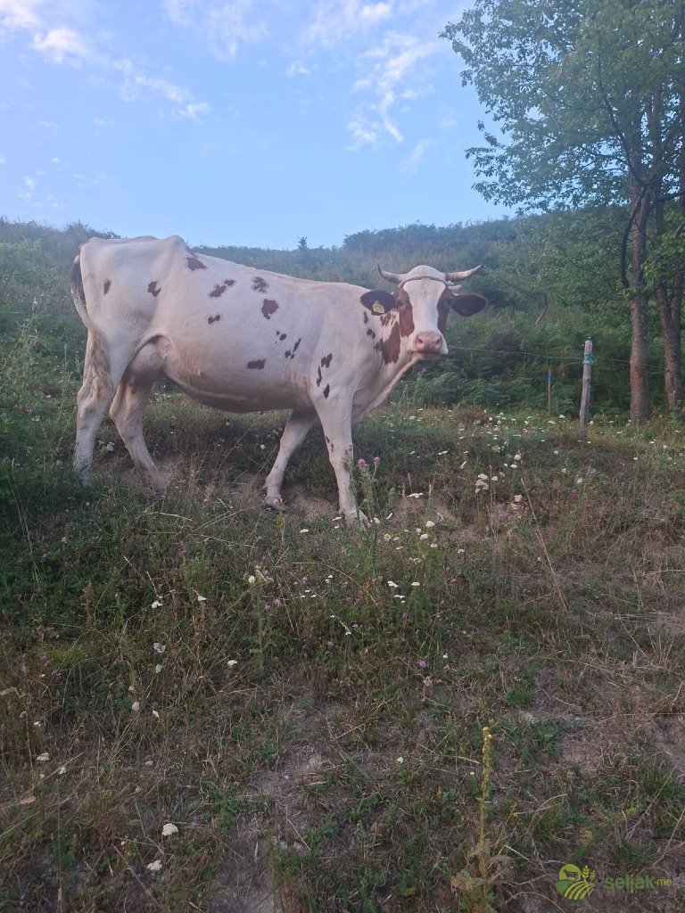 https://api.seljak.me/api/storage/posts/e23325af-3897-4e50-baa3-f0a9a0f049b4.jpg