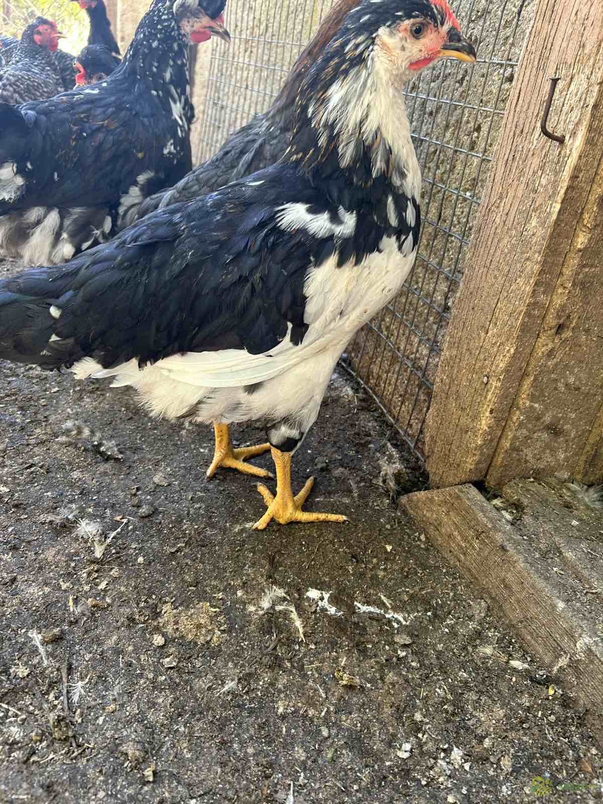 https://api.seljak.me/api/storage/posts/f247dfc4-2360-490e-8fa2-8402fba61d2f.jpg