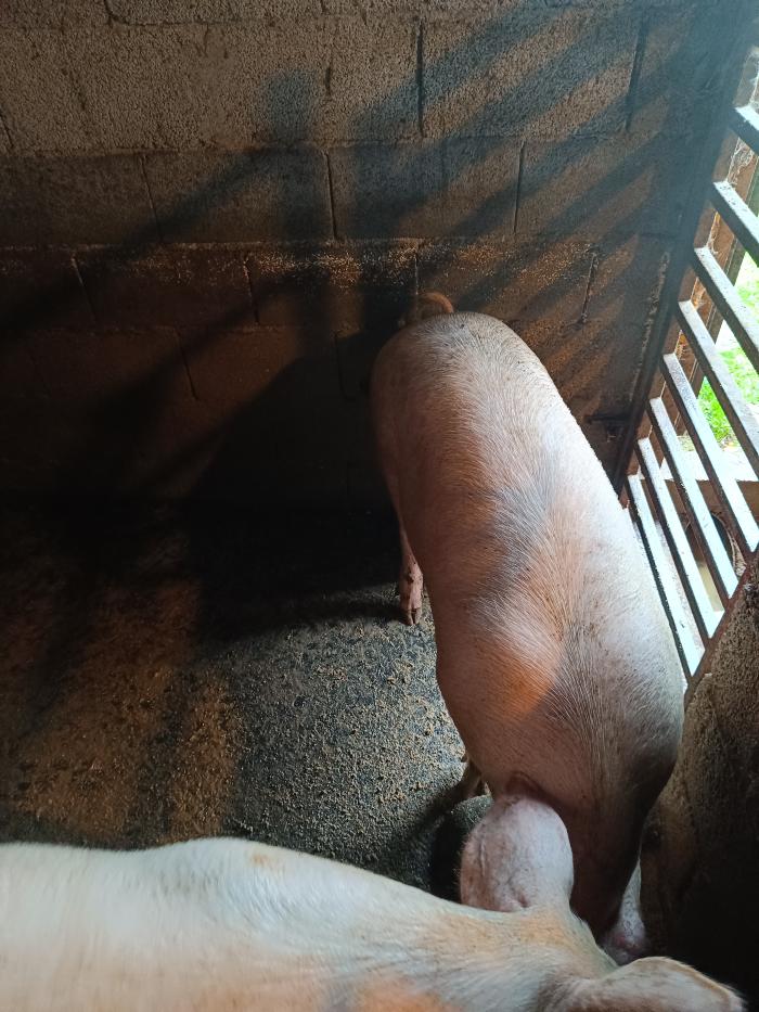 https://api.seljak.me/api/storage/posts/f3HpQ3iND38dAde0Z75Z.jpg